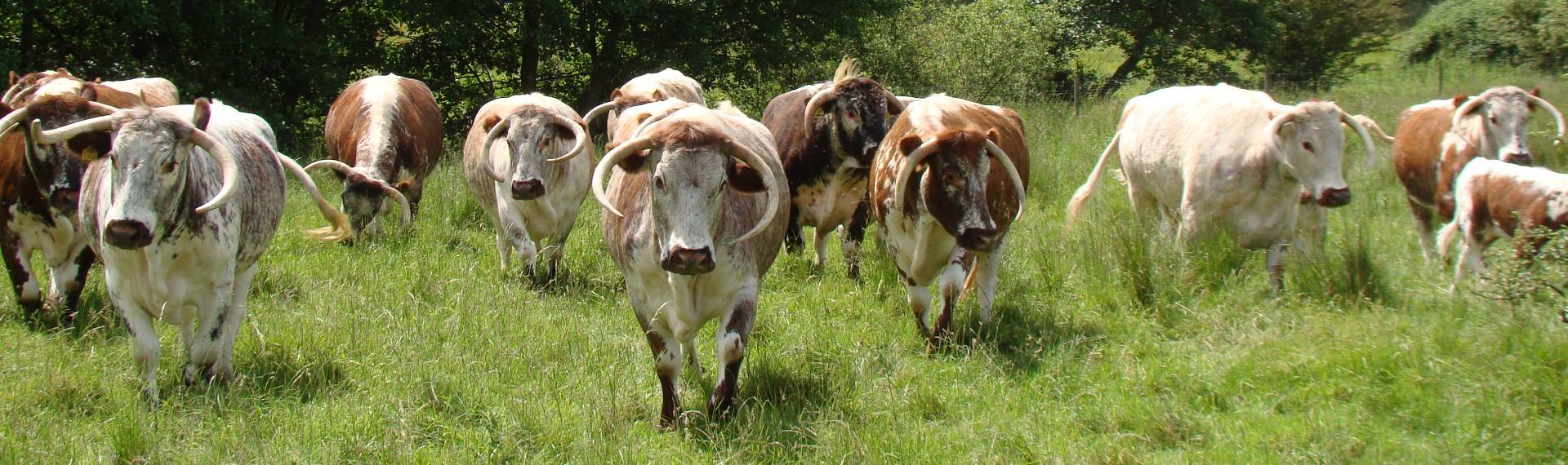 A herd of Longhorn cattle in a landscape