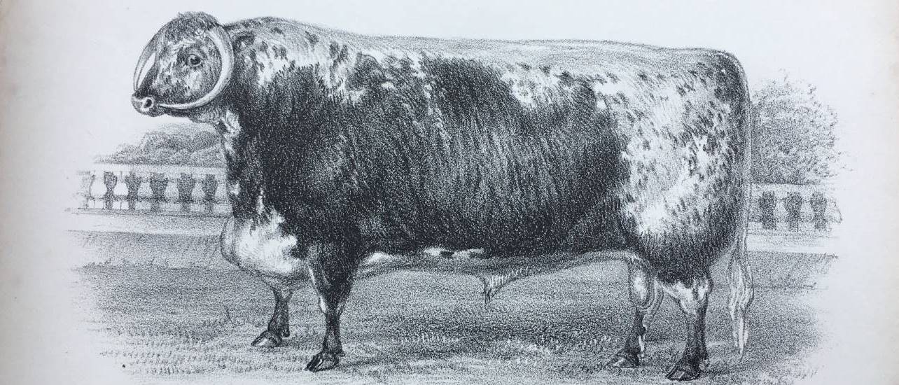 A print of a bull from 1878