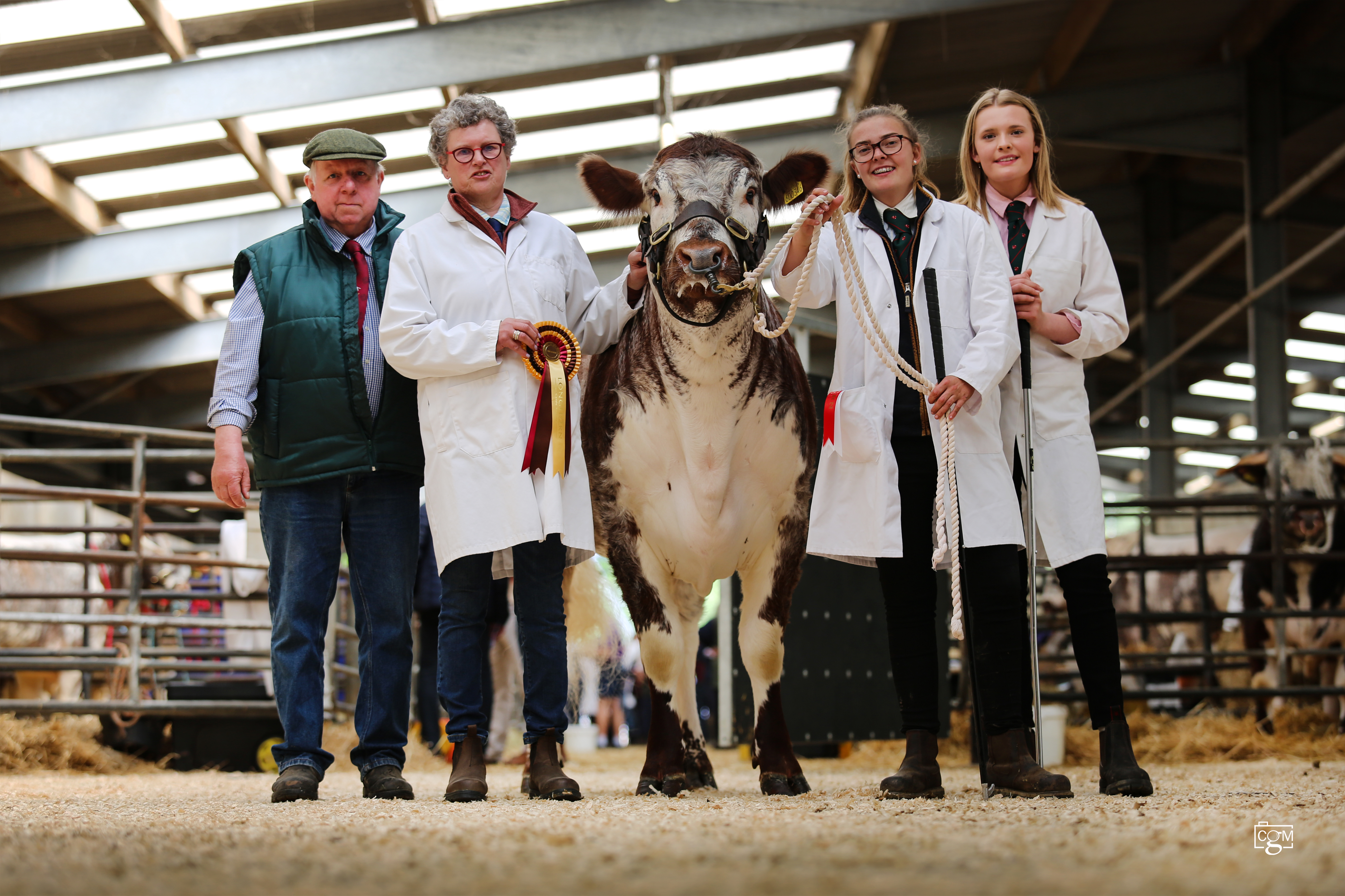 A cow in a market with four people alongside and a winners rosette